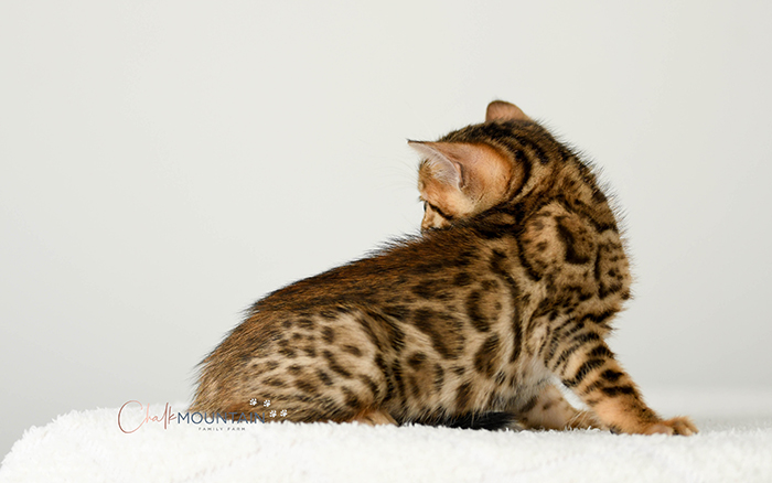 Bengal kitten for sale